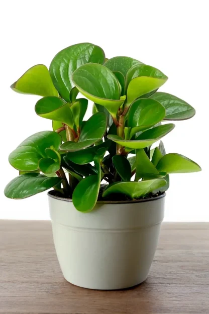 baby-rubber-plant-peperomia-obtusifolia-indoor-houseplant baby-rubber-plant-peperomia-obtusifolia-indoor-houseplant