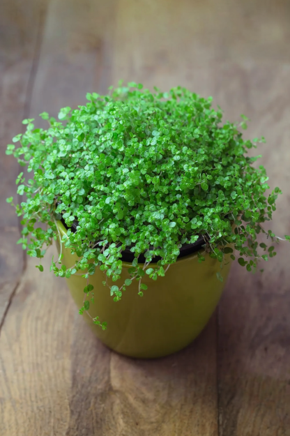 baby’s-tears-soleirolia-soleirolii-indoor-plant baby's-tears-soleirolia-soleirolii-indoor-plant