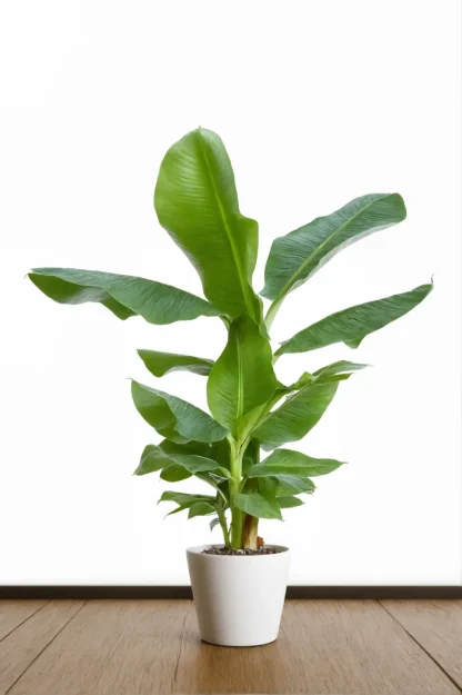 banana-plant-musa-acuminata-indoor-houseplant banana-plant-musa-acuminata-indoor-houseplant
