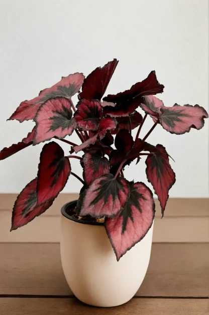 begonia-rex-cultorum-indoor-plant begonia-rex-cultorum-indoor-plant