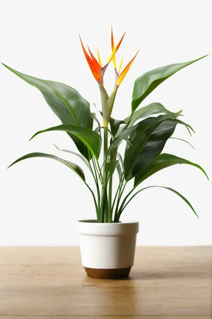 bird-of-paradise-strelitzia-reginae-indoor-plant bird-of-paradise-strelitzia-reginae-indoor-plant