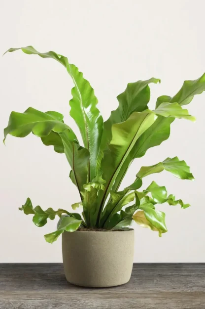 birds-nest-fern-asplenium-nidus-indoor-plant birds-nest-fern-asplenium-nidus-indoor-plant
