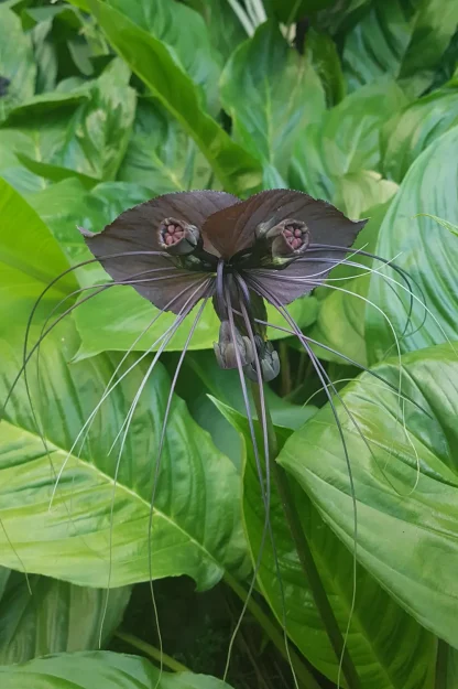 black-bat-flower-tacca-chantrieri-indoor-plant black-bat-flower-tacca-chantrieri-indoor-plant