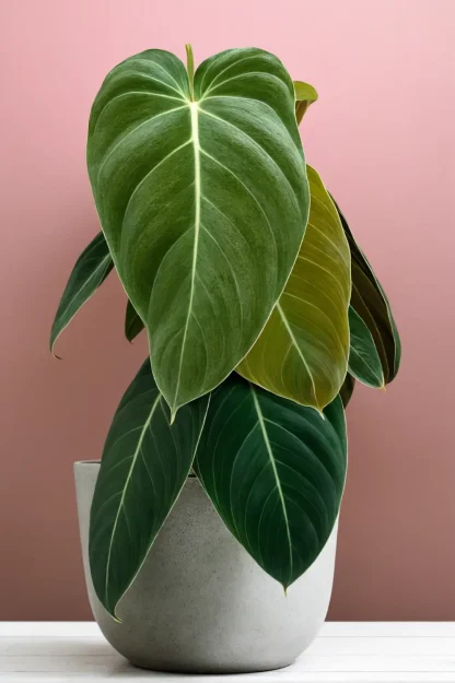 black-gold-philodendron-melanochrysum-indoor-plant black-gold-philodendron-melanochrysum-indoor-plant