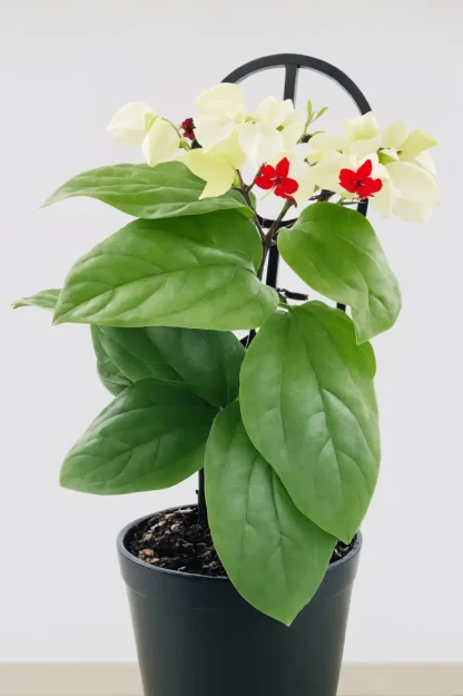 bleeding-heart-vine-clerodendrum-thomsoniae-indoor-plant bleeding-heart-vine-clerodendrum-thomsoniae-indoor-plant