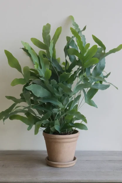 blue-star-fern-phlebodium-aureum-indoor-plant blue-star-fern-phlebodium-aureum-indoor-plant