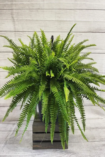 boston-fern-nephrolepis-exaltata-indoor-plant boston-fern-nephrolepis-exaltata-indoor-plant