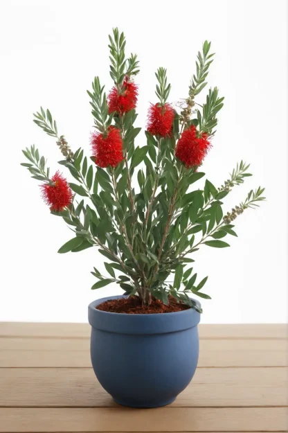 bottle-brush-plant-callistemon-citrinus-indoor-housplant bottle-brush-plant-callistemon-citrinus-indoor-housplant