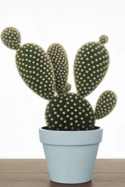 bunny-ears-cactus-opuntia-microdasys-indoor-plant bunny-ears-cactus-opuntia-microdasys-indoor-plant