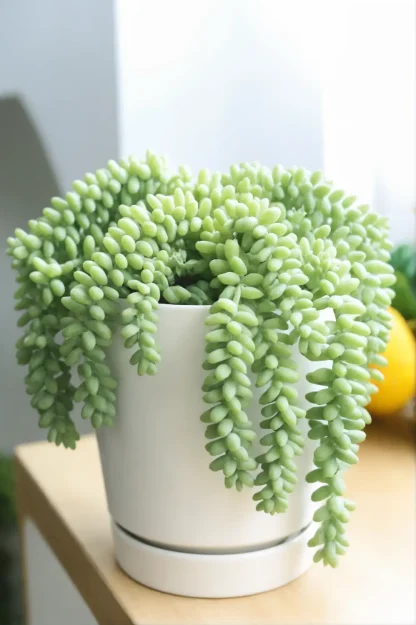 burros-tail-sedum-morganianum-indoor-plant burros-tail-sedum-morganianum-indoor-plant