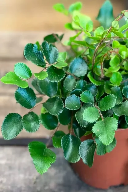 button-fern-pellaea-rotundifolia-indoor-plant button-fern-pellaea-rotundifolia-indoor-plant