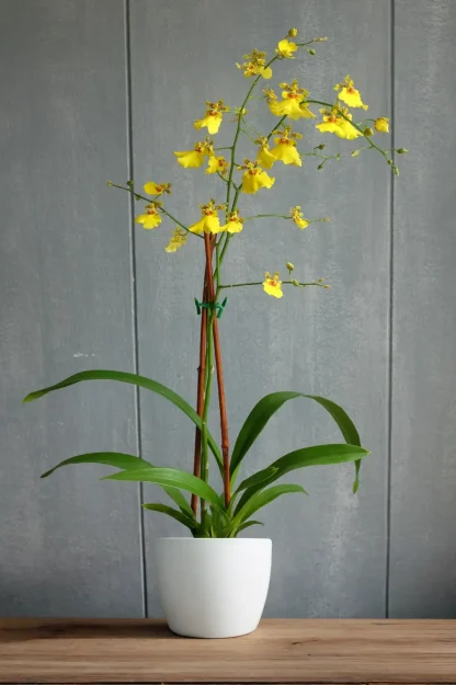 dancing-lady-orchid-oncidium-altissimum-indoor-plant dancing-lady-orchid-oncidium-altissimum-indoor-plant