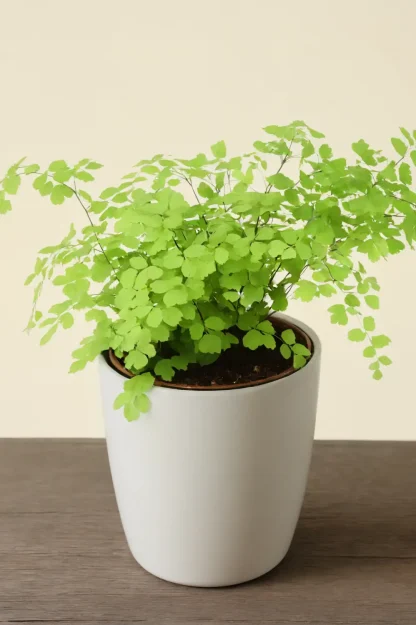 delta-maidenhair-fern-adiantum-raddianum-indoor-plant delta-maidenhair-fern-adiantum-raddianum-indoor-plant