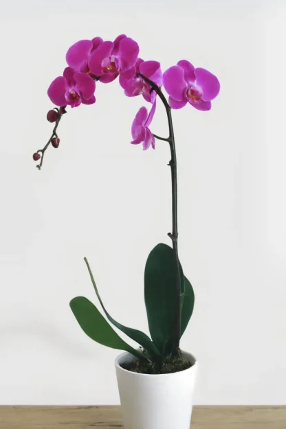 dendrobium-orchid-indoor-plant dendrobium-orchid-indoor-plant