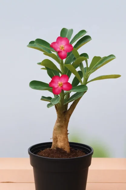 desert-rose-adenium-obesum-indoor-plant desert-rose-adenium-obesum-indoor-plant