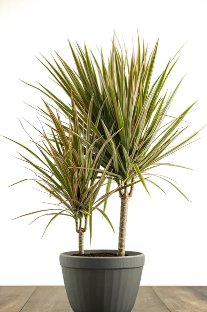 dragon-tree-dracaena-marginata-indoor-plant dragon-tree-dracaena-marginata-indoor-plant