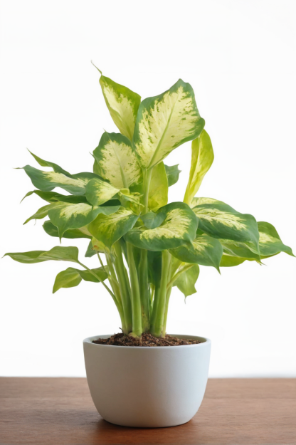 dumb-cane-dieffenbachia-indoor-plant dumb-cane-dieffenbachia-indoor-plant