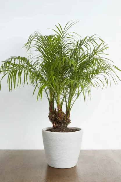 dwarf-date-palm-phoenix-roebelenii-indoor-plant dwarf-date-palm-phoenix-roebelenii-indoor-plant