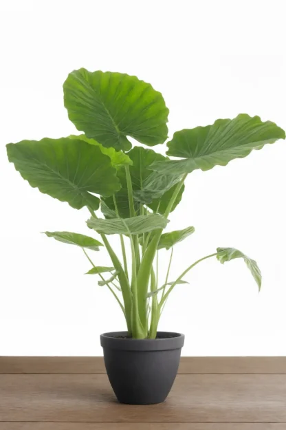 dwarf-elephant-ear-alocasia-gageana-indoor-plant dwarf-elephant-ear-alocasia-gageana-indoor-plant