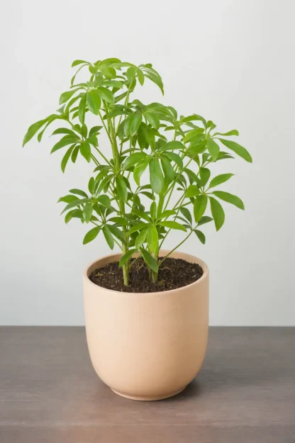 dwarf-umbrella-tree-schefflera-arboricola-indoor-plant dwarf-umbrella-tree-schefflera-arboricola-indoor-plant