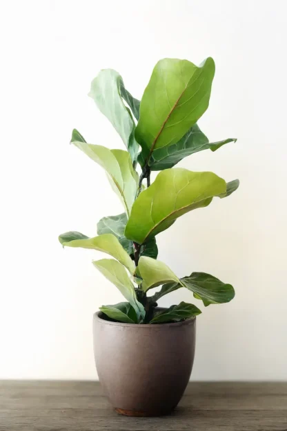 fiddle-leaf-fig-ficus-lyrata-indoor-plant fiddle-leaf-fig-ficus-lyrata-indoor-plant