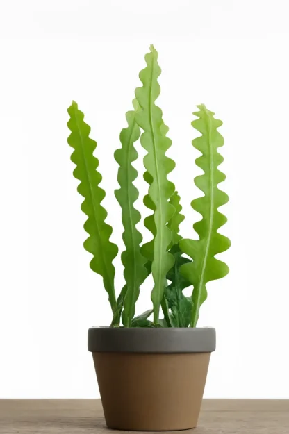 fishbone-cactus-epiphyllum-anguliger-indoor-plant fishbone-cactus-epiphyllum-anguliger-indoor-plant