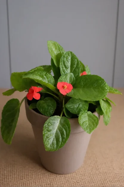 flame-violet-episcia-cupreata-indoor-plant flame-violet-episcia-cupreata-indoor-plant