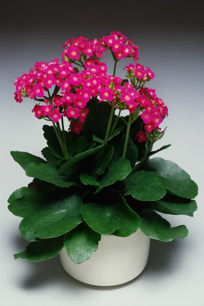 flaming-katy-kalanchoe-blossfeldiana-indoor-plant flaming-katy-kalanchoe-blossfeldiana-indoor-plant