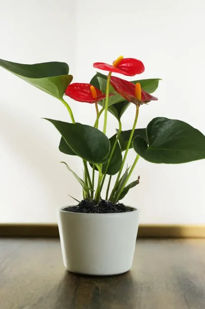 flamingo-flower-anthurium-andraeanum-indoor-plant flamingo-flower-anthurium-andraeanum-indoor-plant