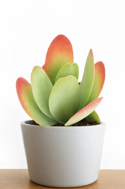 flapjack-plant-kalanchoe-thyrsiflora-indoor-plant flapjack-plant-kalanchoe-thyrsiflora-indoor-plant
