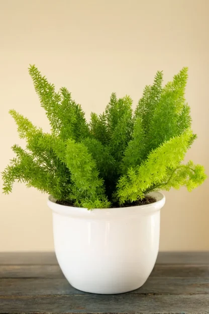 foxtail-fern-asparagus-densiflorus-indoor-plant foxtail-fern-asparagus-densiflorus-indoor-plant