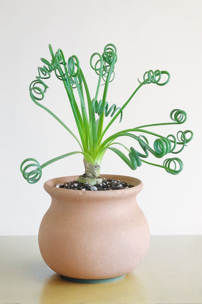 frizzle-sizzle-plant-albuca-spiralis-indoor-plant frizzle-sizzle-plant-albuca-spiralis-indoor-plant