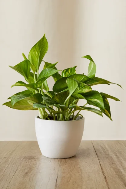 golden-pothos-epipremnum-aureum-indoor-plant golden-pothos-epipremnum-aureum-indoor-plant
