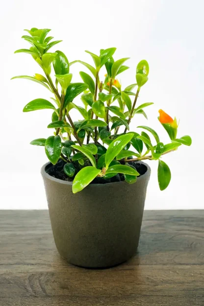 goldfish-plant-nematanthus-gregarius-indoor-plant goldfish-plant-nematanthus-gregarius-indoor-plant