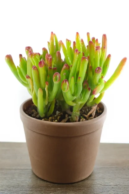 gollum-jade-crassula-ovata-indoor-plant gollum-jade-crassula-ovata-indoor-plant