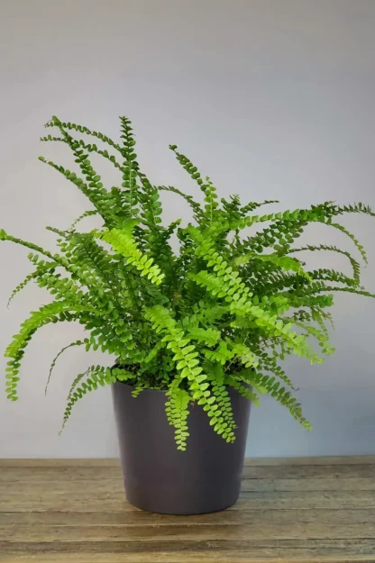 lemon-button-fern-nephrolepis-cordifolia-duffii-indoor-plant lemon-button-fern-nephrolepis-cordifolia-duffii-indoor-plant