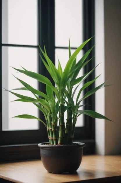 lucky-bamboo-dracaena-sanderiana-indoor-plant lucky-bamboo-dracaena-sanderiana-indoor-plant