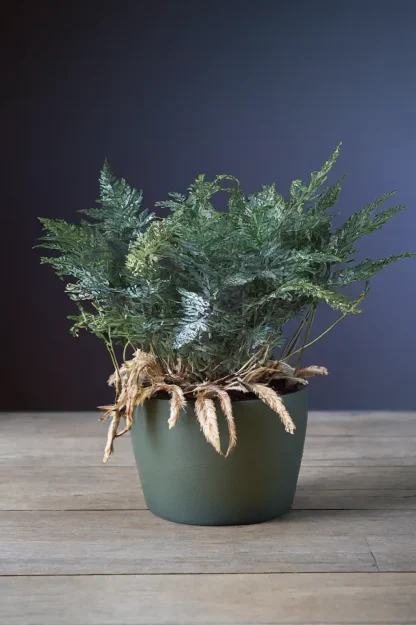 rabbits-foot-fern-davallia-fejeensis-indoor-plant rabbits-foot-fern-davallia-fejeensis-indoor-plant
