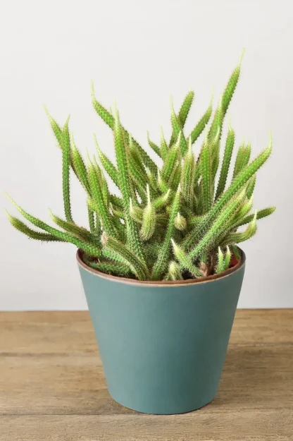 rattail-cactus-aporocactus-flagelliformis-indoor-plant rattail-cactus-aporocactus-flagelliformis-indoor-plant