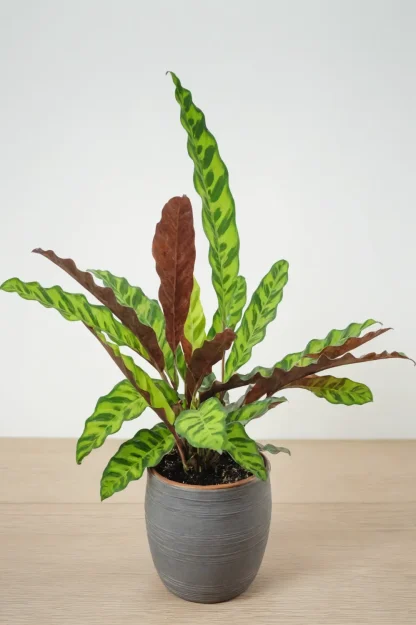 rattlesnake-plant-calathea-lancifolia-indoor-plant rattlesnake-plant-calathea-lancifolia-indoor-plant