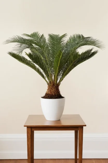 sago-palm-cycas-revoluta-indoor-plant sago-palm-cycas-revoluta-indoor-plant