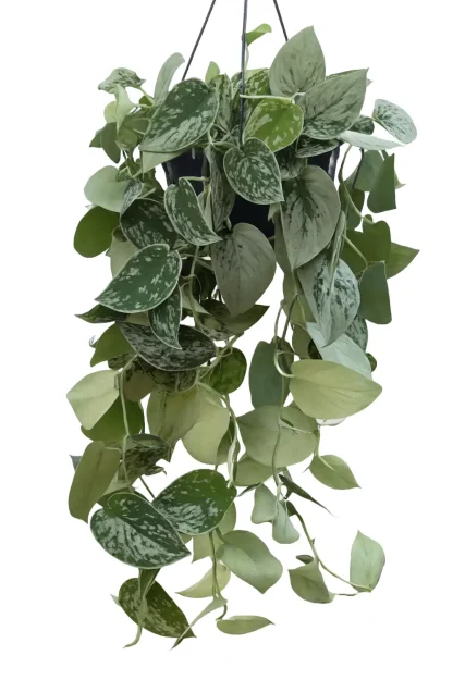 satin-pothos-scindapsus-pictus-indoor-plant satin-pothos-scindapsus-pictus-indoor-plant