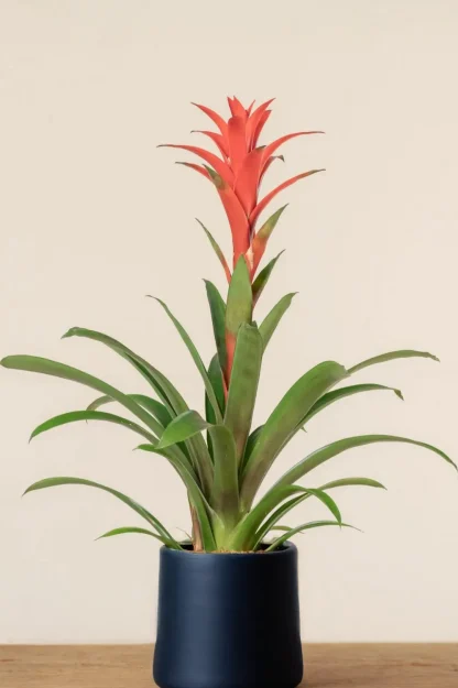 scarlet-star-guzmania-lingulata-indoor-plant scarlet-star-guzmania-lingulata-indoor-plant
