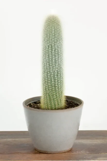 silver-torch-cleistocactus-strausii-indoor-plant silver-torch-cleistocactus-strausii-indoor-plant