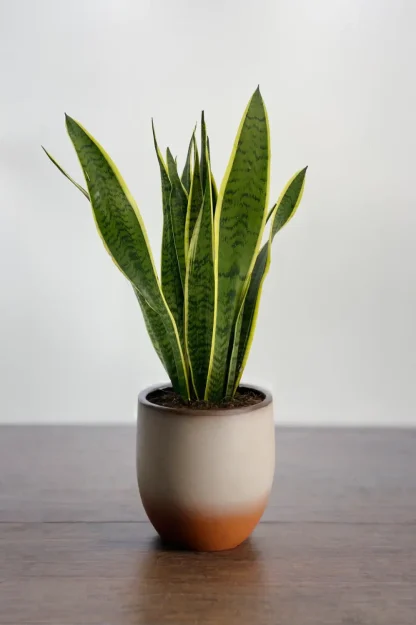 snake-plant-sansevieria-trifasciata-indoor-plant snake-plant-sansevieria-trifasciata-indoor-plant
