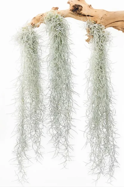 spanish-moss-tillandsia-usneoides-indoor-plant spanish-moss-tillandsia-usneoides-indoor-plant