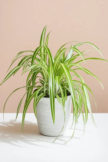 spider-plant-chlorophytum-comosum-indoor spider-plant-chlorophytum-comosum-indoor