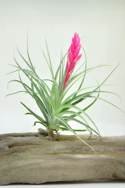 spotted-air-plant-tillandsia-stricta-indoor-plant spotted-air-plant-tillandsia-stricta-indoor-plant