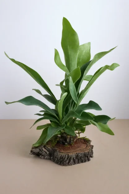 staghorn-fern-platycerium-bifurcatum-indoor-plant staghorn-fern-platycerium-bifurcatum-indoor-plant