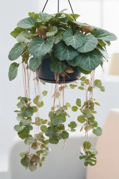 strawberry-begonia-saxifraga-stolonifera-indoor-plant strawberry-begonia-saxifraga-stolonifera-indoor-plant